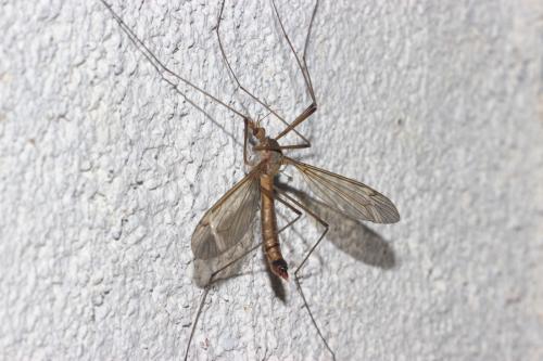 Tipula fascipennis